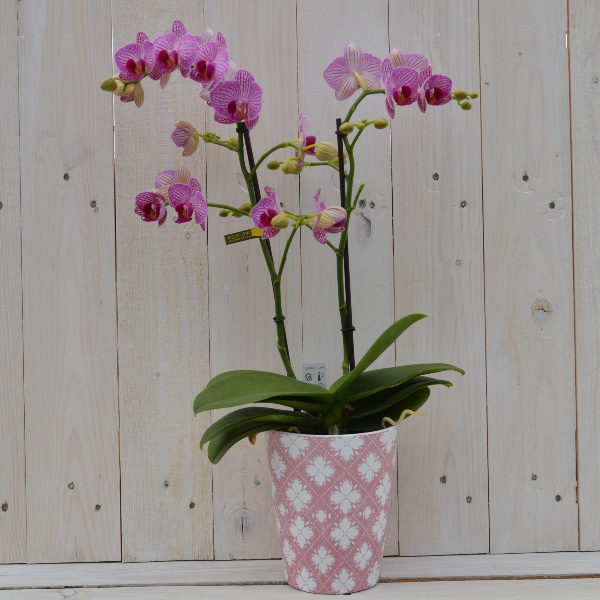 Orchidee im passendem Saisontopf Bild 1