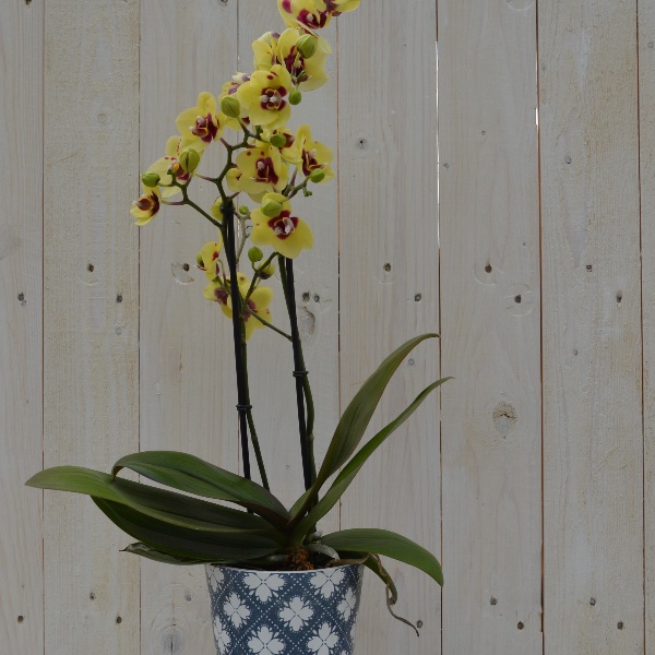 Orchidee im passendem Saisontopf Bild 2