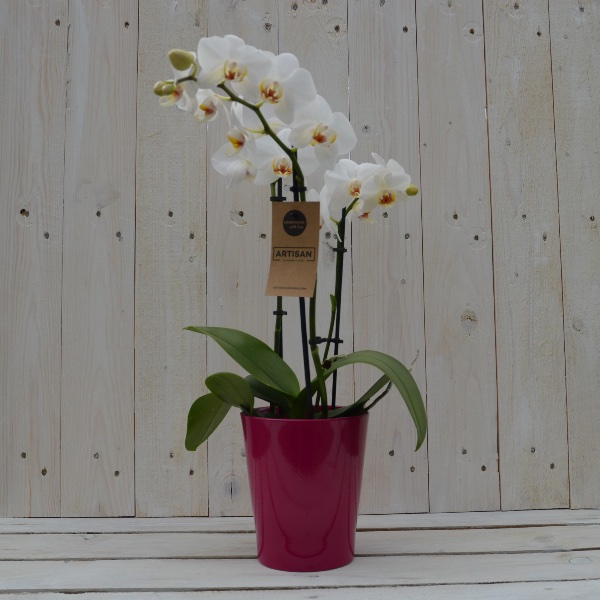 Orchidee weiß mit passendem Übertopf Bild 1