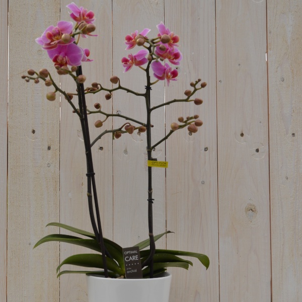 Orchidee pink mit passendem Übertopf Bild 1