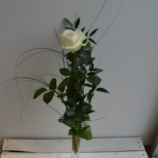 Weiße Rose Bild 1
